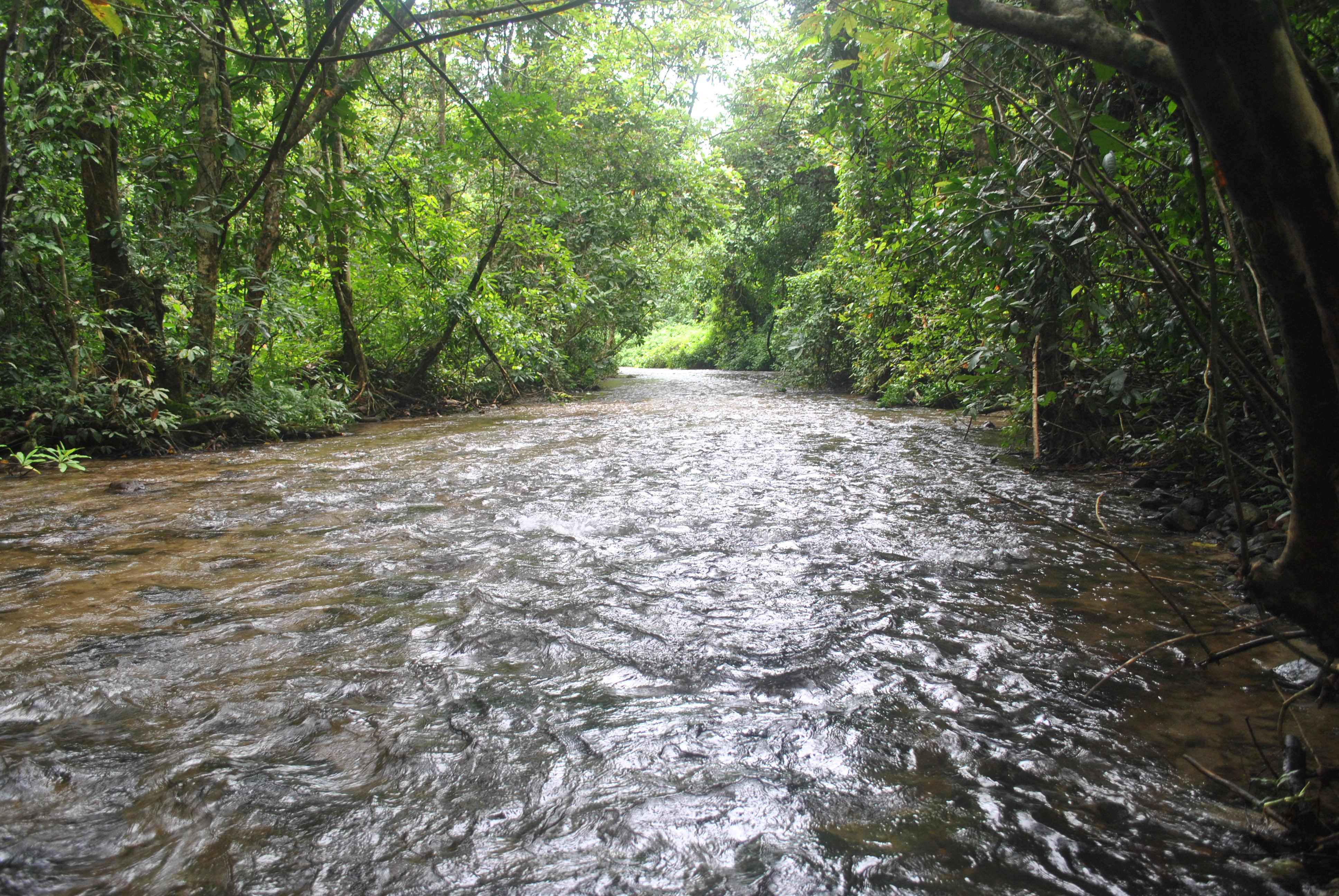 Singi stream surrounded by forest in Raimona National Park